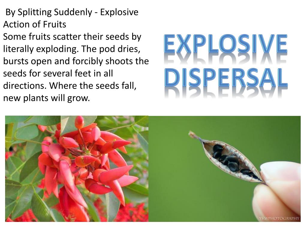 PPT Seed dispersal PowerPoint Presentation, free download ID3067540