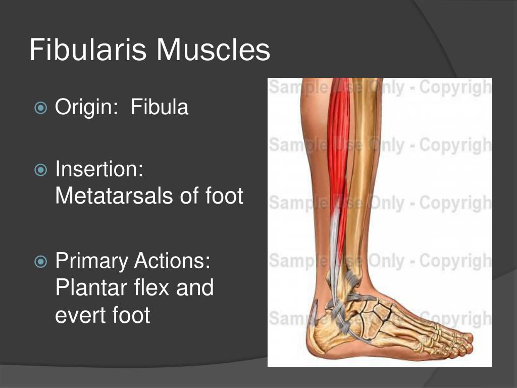 PPT The Hip, Thigh, and Leg Muscles PowerPoint