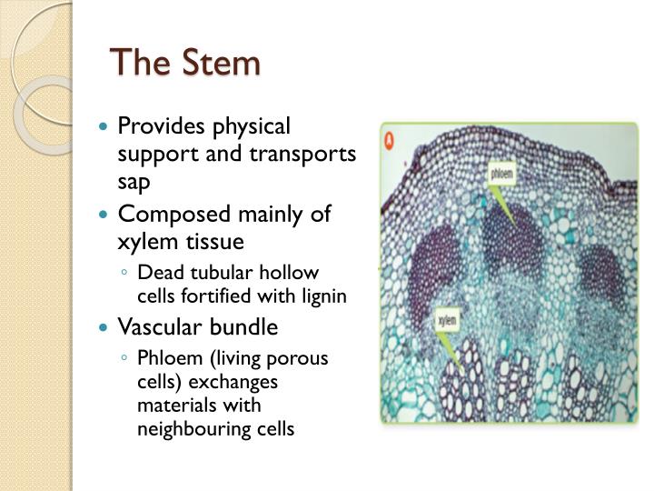 PPT Plant Cells, Tissues and Organs PowerPoint Presentation ID3069362