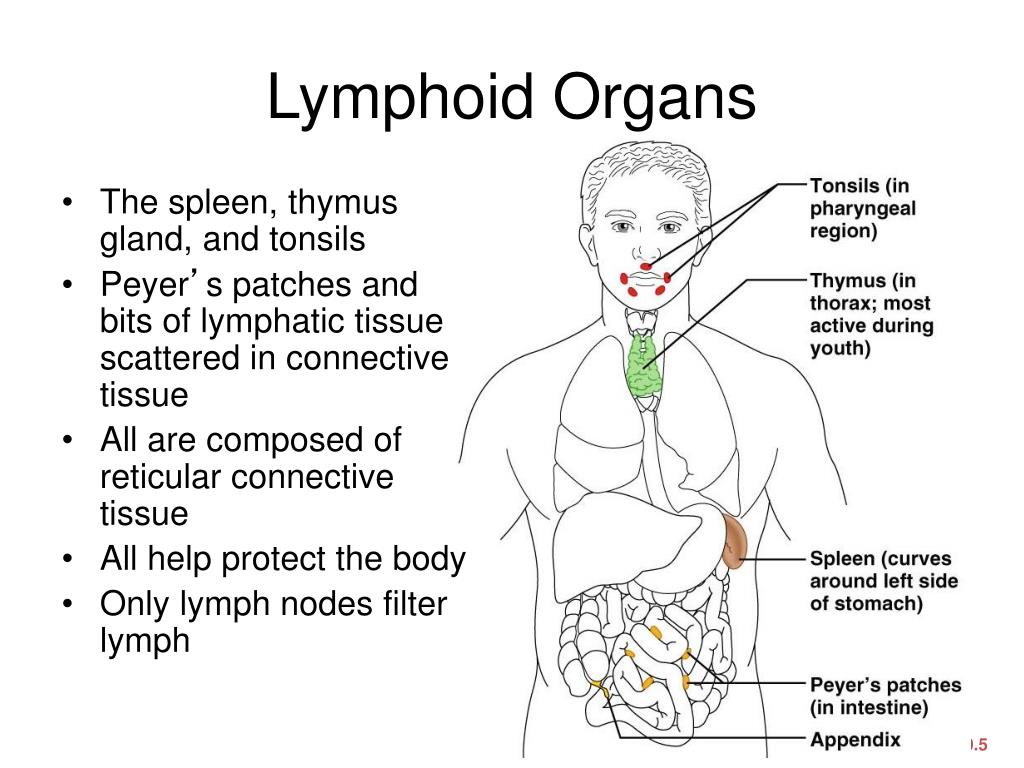 PPT Chapter 20, 21. Lymphatic and Immune Systems PowerPoint