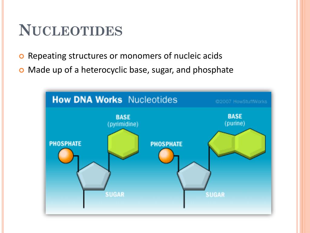 PPT nucleic acids, replication, and transcription PowerPoint