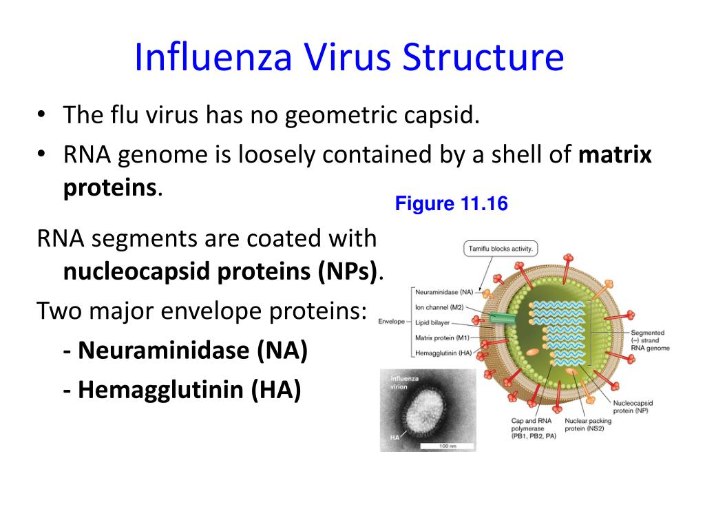 PPT Animal and Plant viruses PowerPoint Presentation, free download