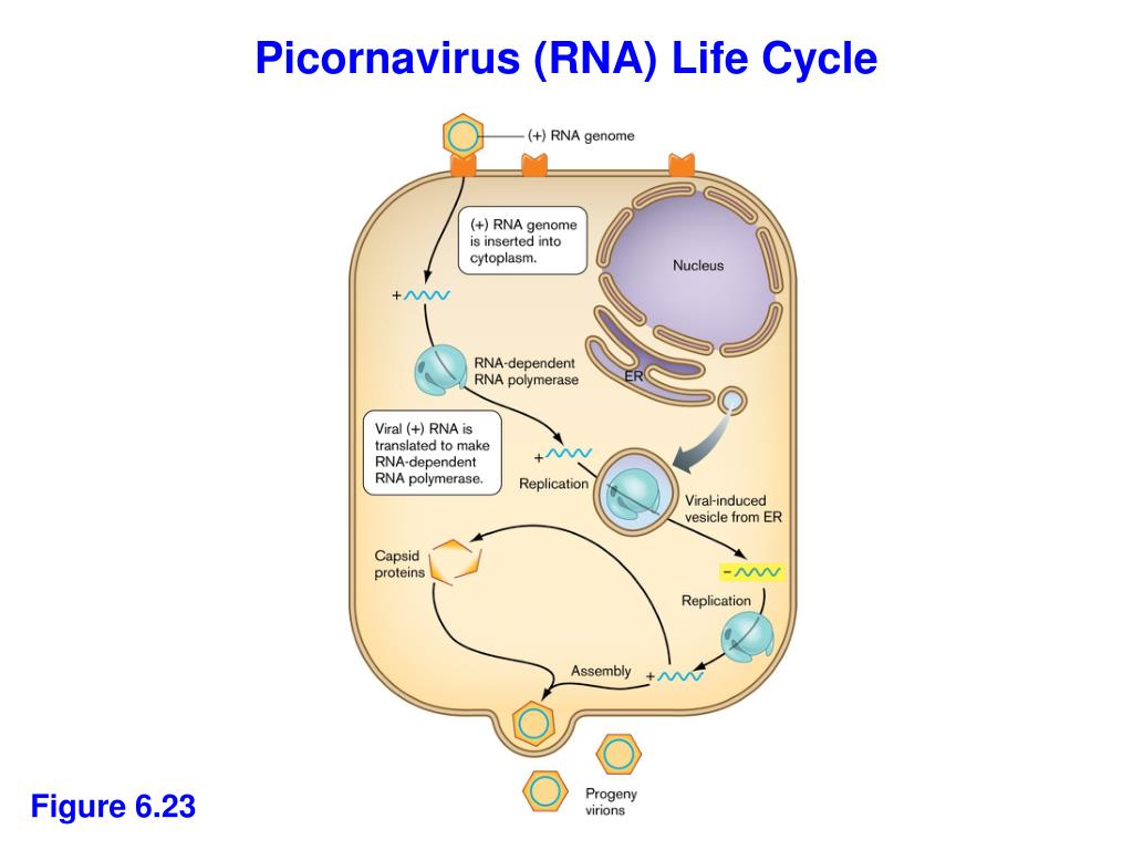 PPT Animal and Plant viruses PowerPoint Presentation, free download