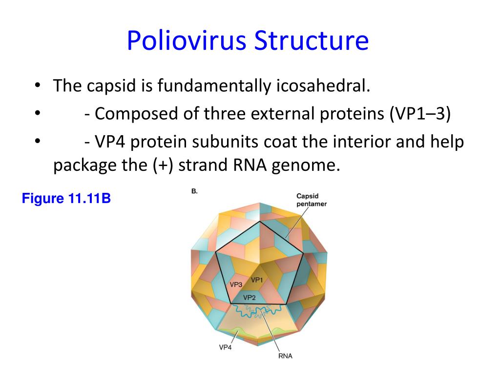PPT Animal and Plant viruses PowerPoint Presentation, free download
