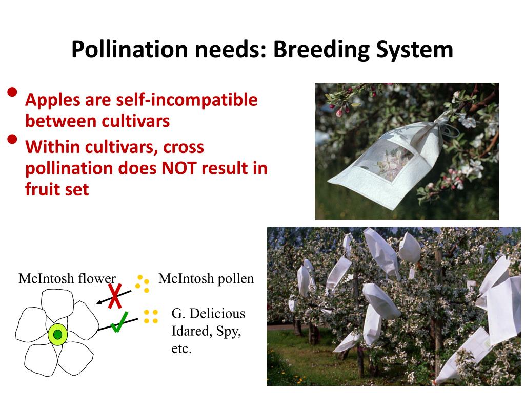 PPT Pollination, Pollinators & Agriculture Canadian international