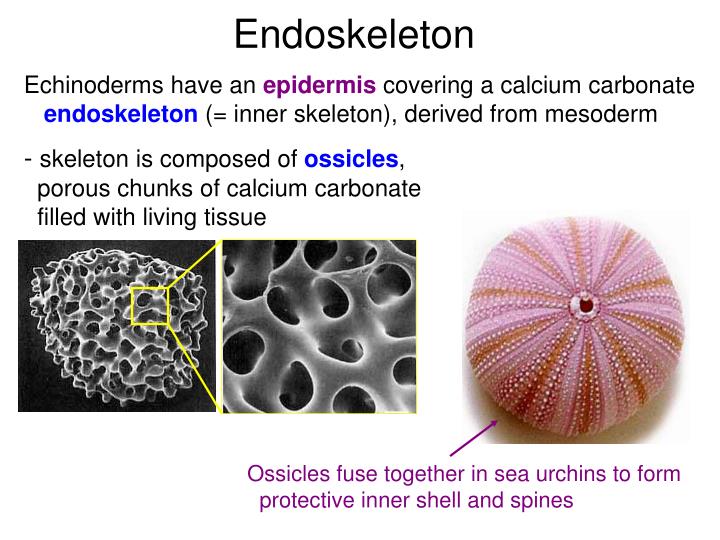 PPT Sponges PowerPoint Presentation ID3072054