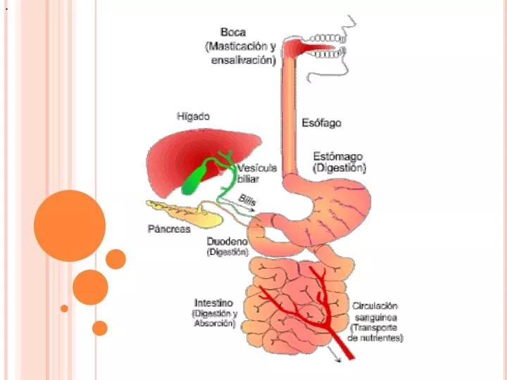 PPT Las enzimas y la digestión PowerPoint Presentation, free download