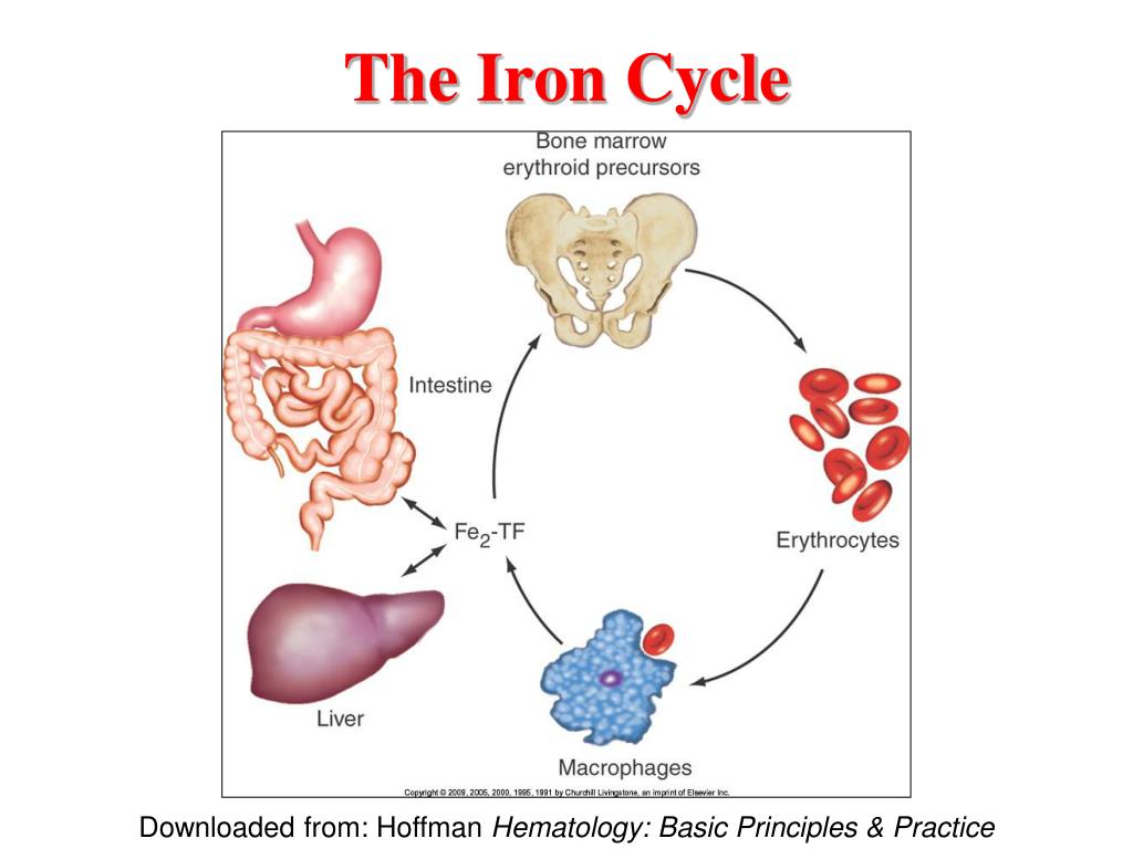 PPT Iron Metabolism PowerPoint Presentation, free download ID3080566