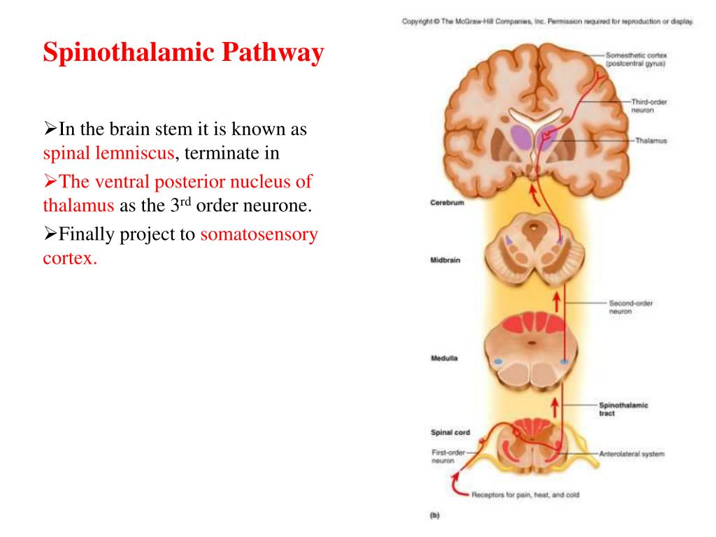 PPT - Ascending tracts PowerPoint Presentation, free download - ID:3085477