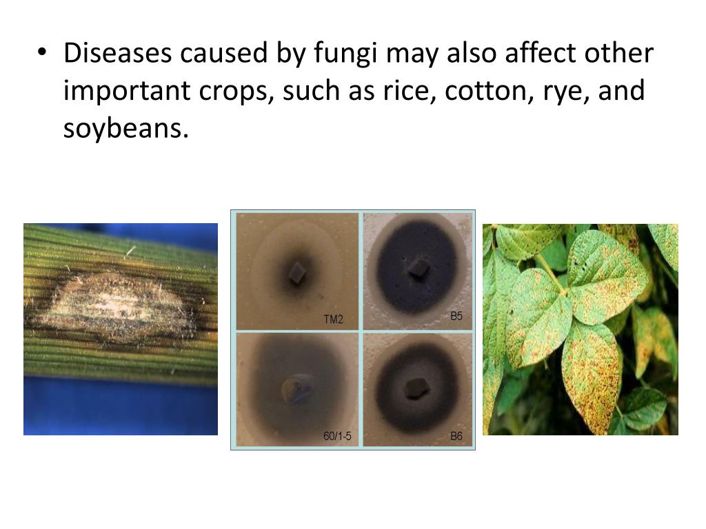 PPT How DiseaseCausing Fungi can Affect Plants PowerPoint
