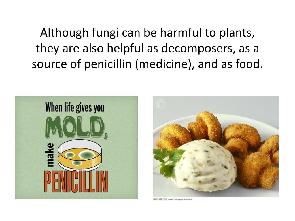 PPT How DiseaseCausing Fungi can Affect Plants PowerPoint