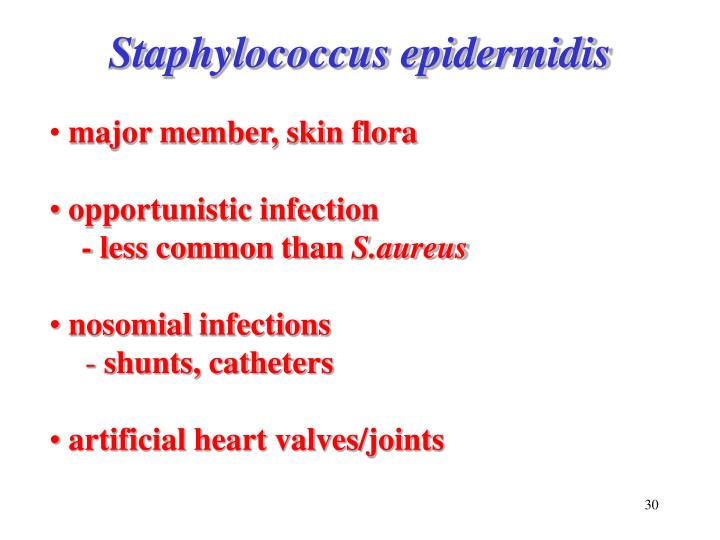 PPT Streptococcus pneumoniae Staphylococci (Gram