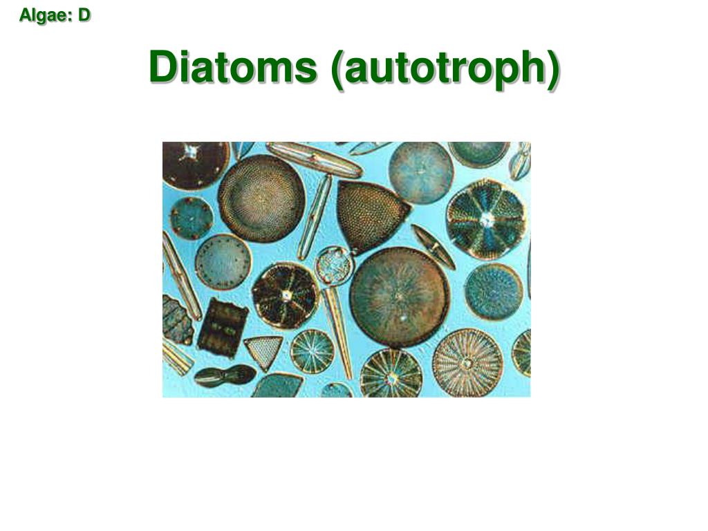 PPT Plant vs. Animal in hypo or hypertonic solutions PowerPoint