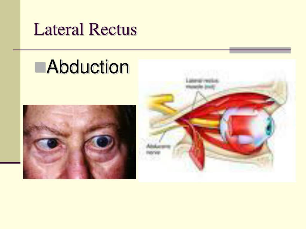 PPT Ocular Motility PowerPoint Presentation, free download ID3089090