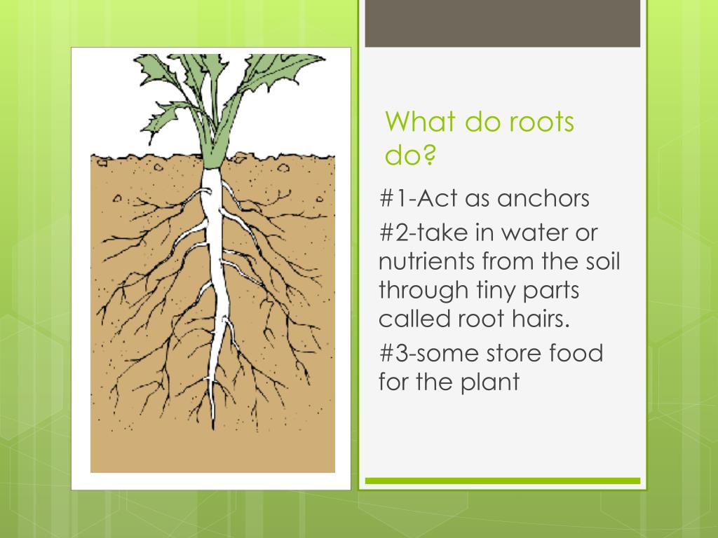 PPT What Vascular Plant Parts Do PowerPoint Presentation, free download ID3089846