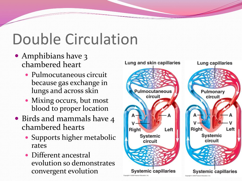 PPT Circulation PowerPoint Presentation, free download ID3092869