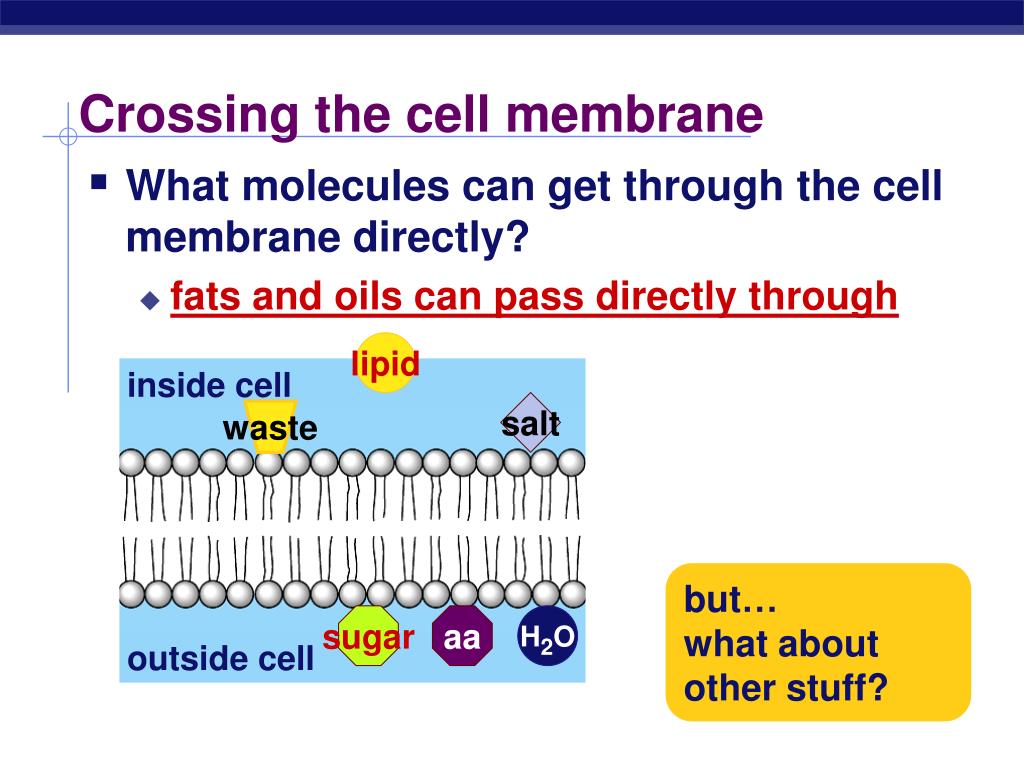 PPT Cell Membranes PowerPoint Presentation, free download ID3093244