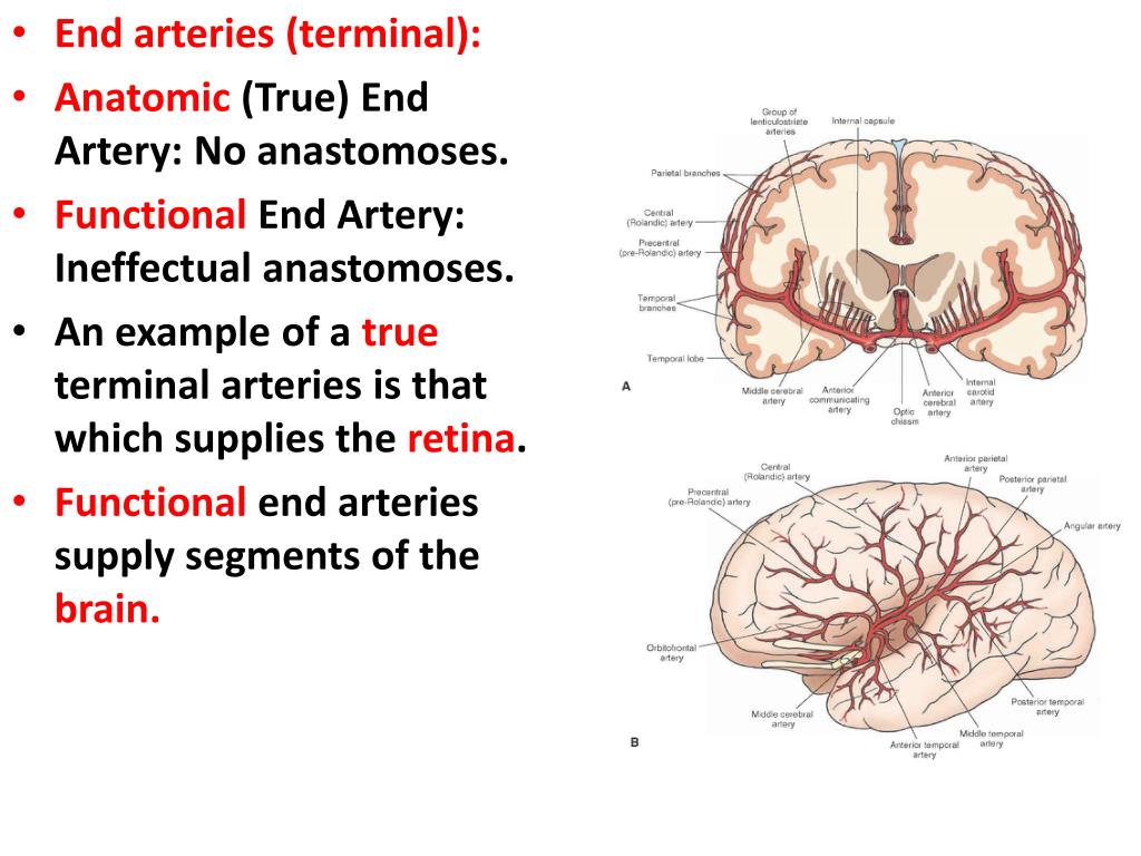 PPT The Blood Supply of the Brain and Spinal Cord PowerPoint