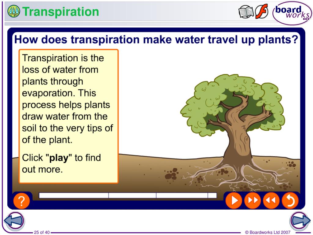 PPT How do plants get what they need? PowerPoint Presentation, free