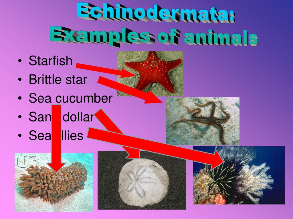 PPT Echinodermata PowerPoint Presentation, free download ID3097978