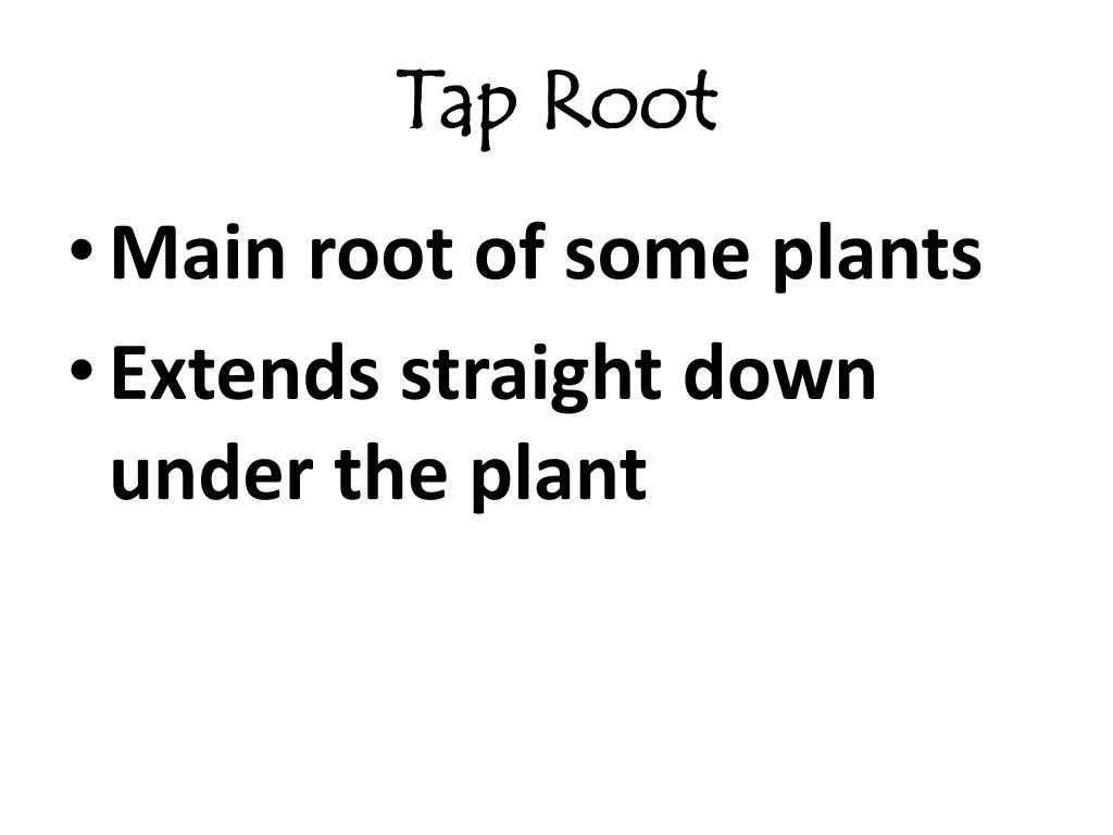 PPT Plant Parts and their Functions PowerPoint Presentation, free download ID3098408