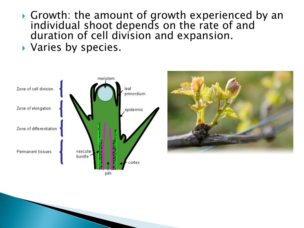 PPT Plant Structure and Function PowerPoint Presentation, free