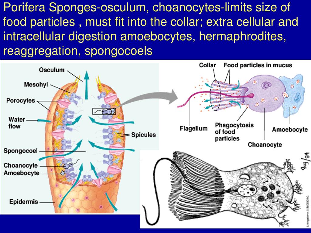 PPT CHAPTER 33 INVERTEBRATES PowerPoint Presentation, free download ID3101083
