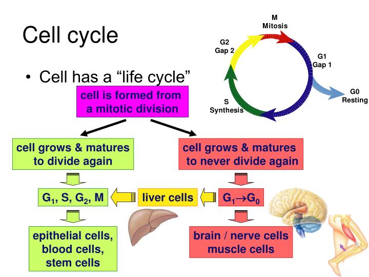 PPT The Cell Cycle Cell Growth, Cell Division PowerPoint