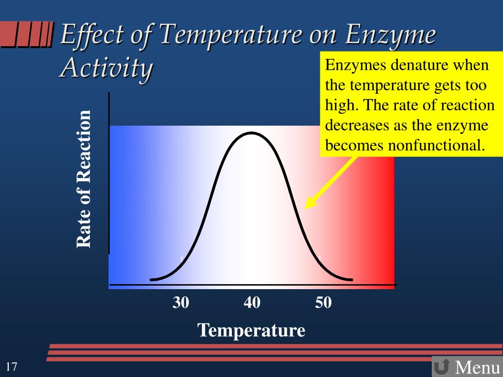 PPT Enzymes Notes 2 Enzyme Substrate Complexes and