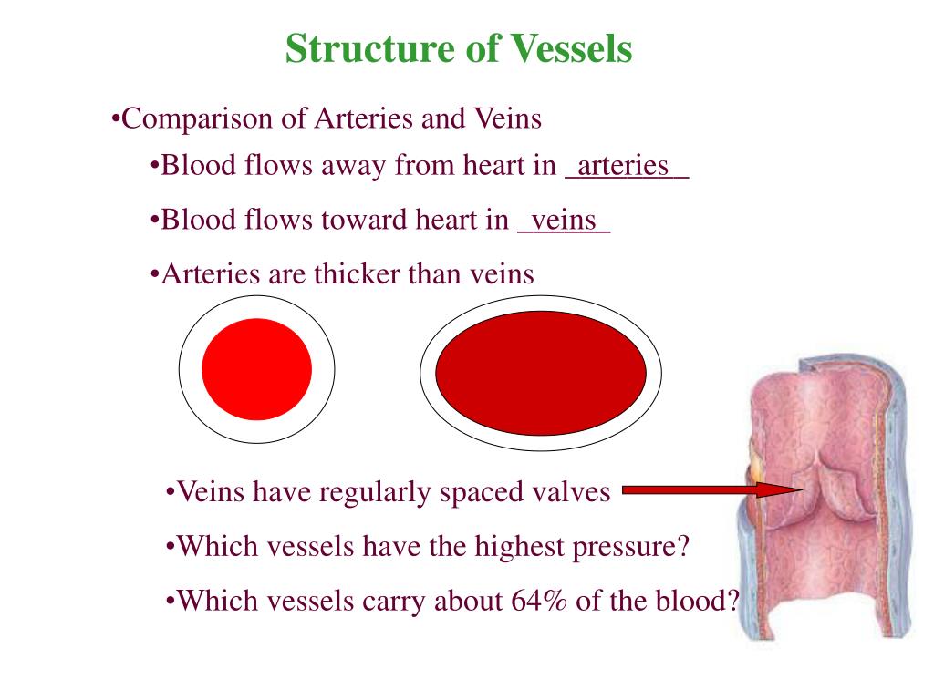 PPT Chapter 21 The Cardiovascular System Blood Vessels and Hemodynamics PowerPoint