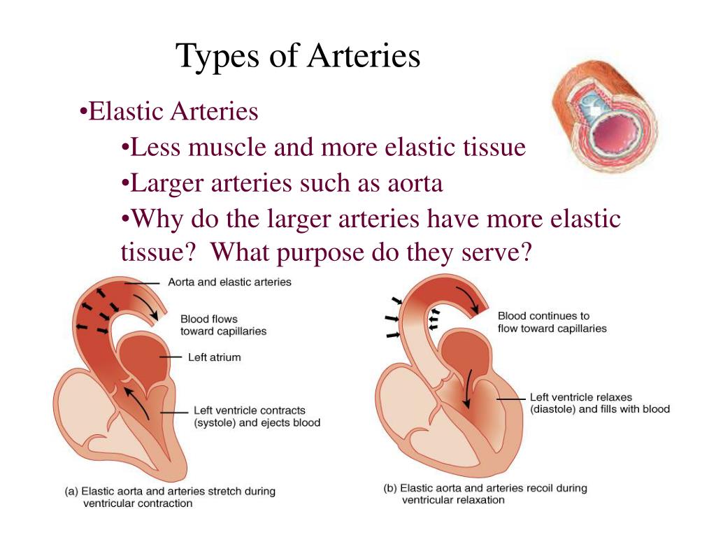 PPT Chapter 21 The Cardiovascular System Blood Vessels and Hemodynamics PowerPoint