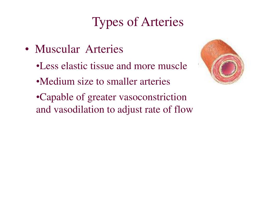 PPT Chapter 21 The Cardiovascular System Blood Vessels and Hemodynamics PowerPoint