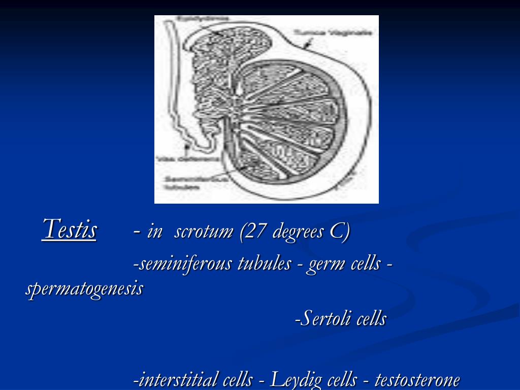PPT Male reproductive system Anatomy and physiology