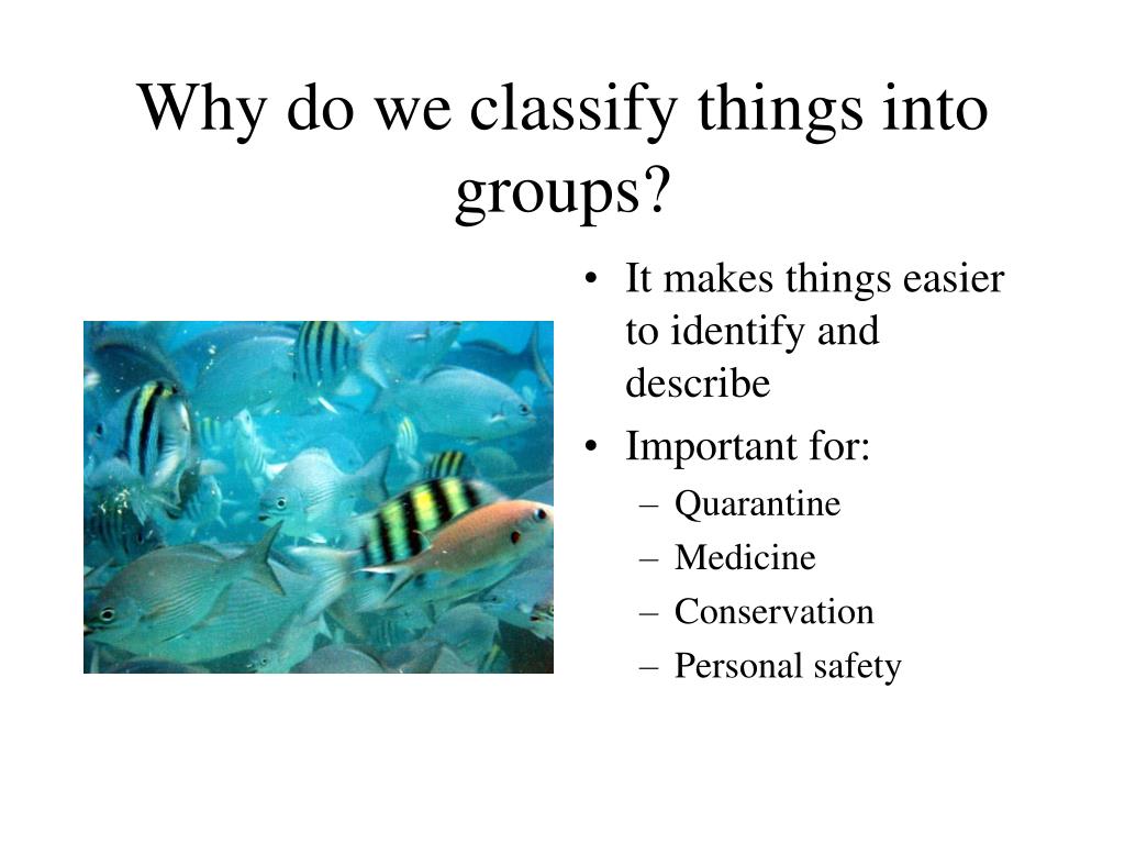 PPT CLASSIFICATION PowerPoint Presentation, free download ID3102323
