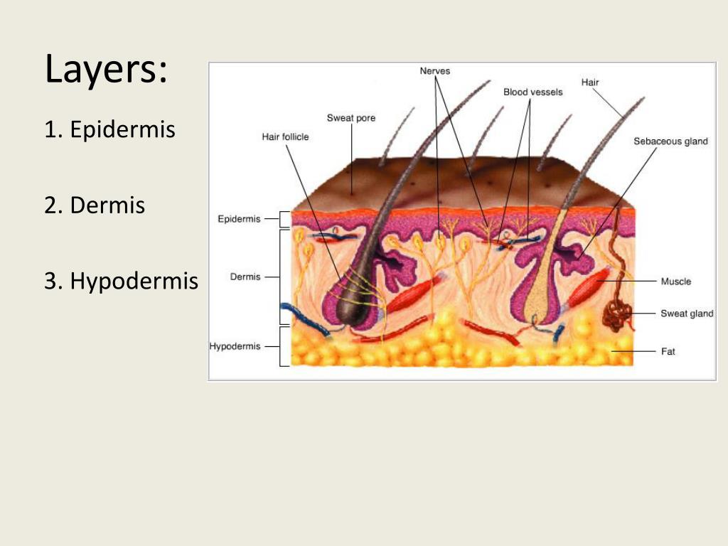 PPT Skeletal, Muscular, and Integumentary Systems PowerPoint