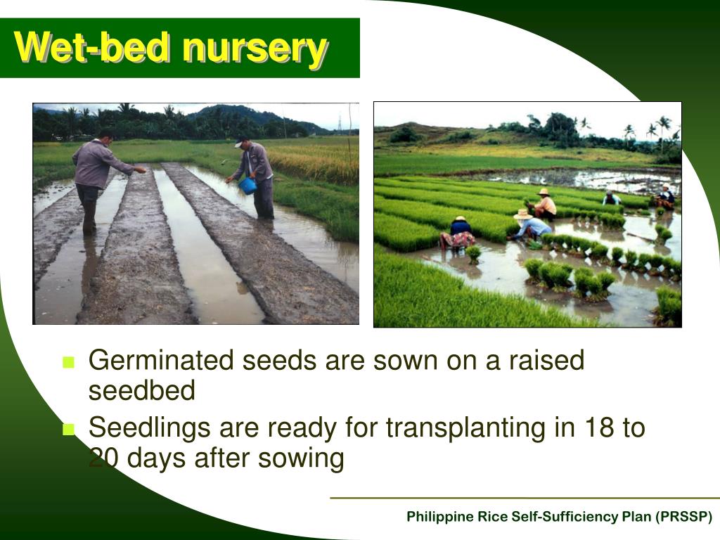 PPT Crop Establishment PowerPoint Presentation, free download ID