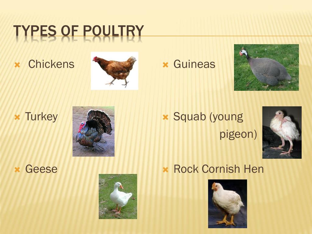 PPT Poultry PowerPoint Presentation, free download ID3106211