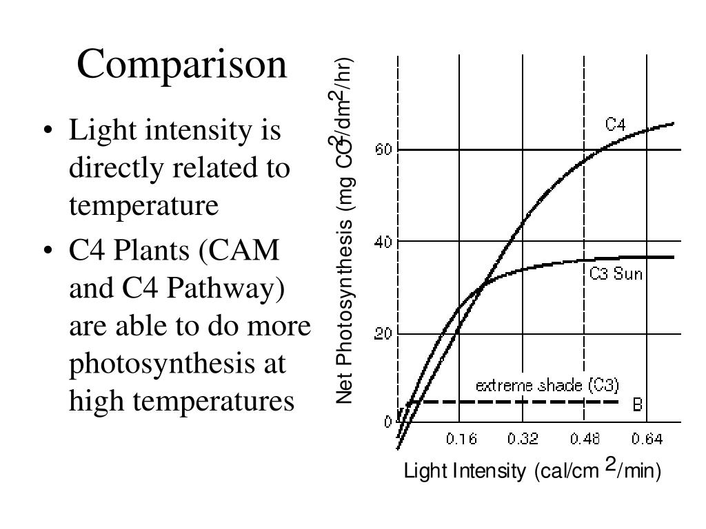 PPT C4 Photosynthesis PowerPoint Presentation, free download ID3107488