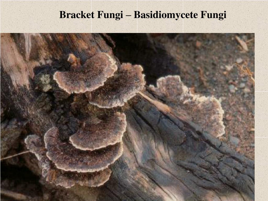 PPT Fungal Characteristics 1) Cell wall made of Chitin PowerPoint