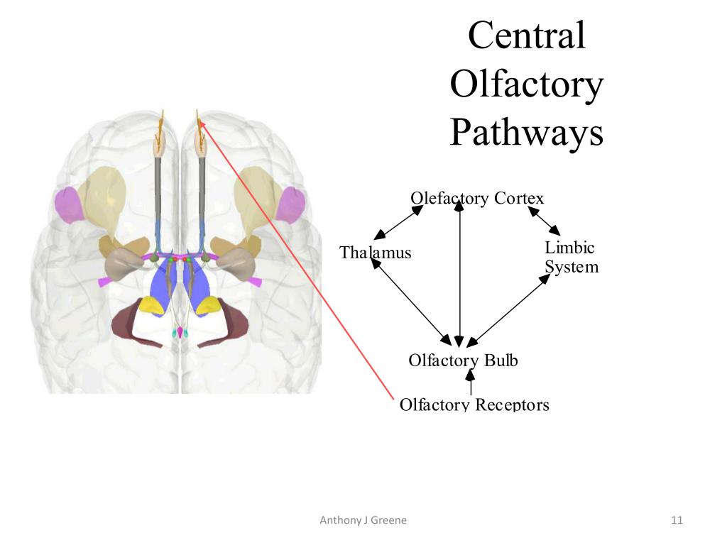 PPT Olfactory pathway PowerPoint Presentation, free download ID3107907