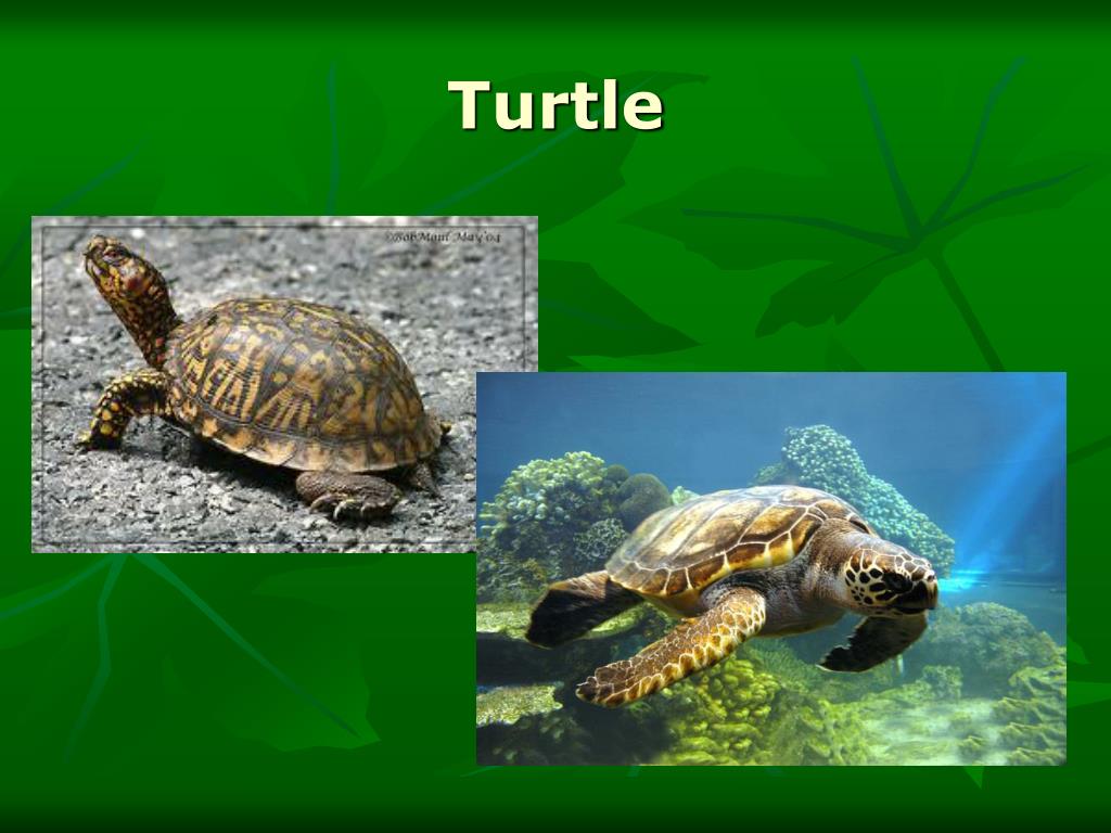 PPT Animal Adaptations PowerPoint Presentation, free download ID