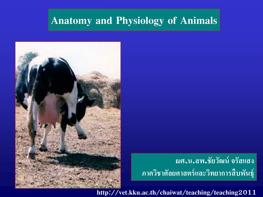 PPT Anatomy and Physiology of Animals PowerPoint Presentation, free