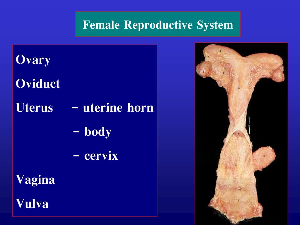 PPT Anatomy and Physiology of Animals PowerPoint Presentation, free