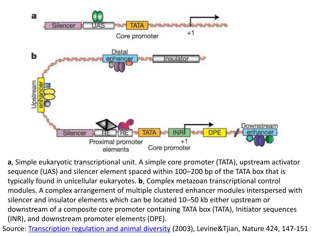 PPT Promoter structure and gene regulation PowerPoint Presentation