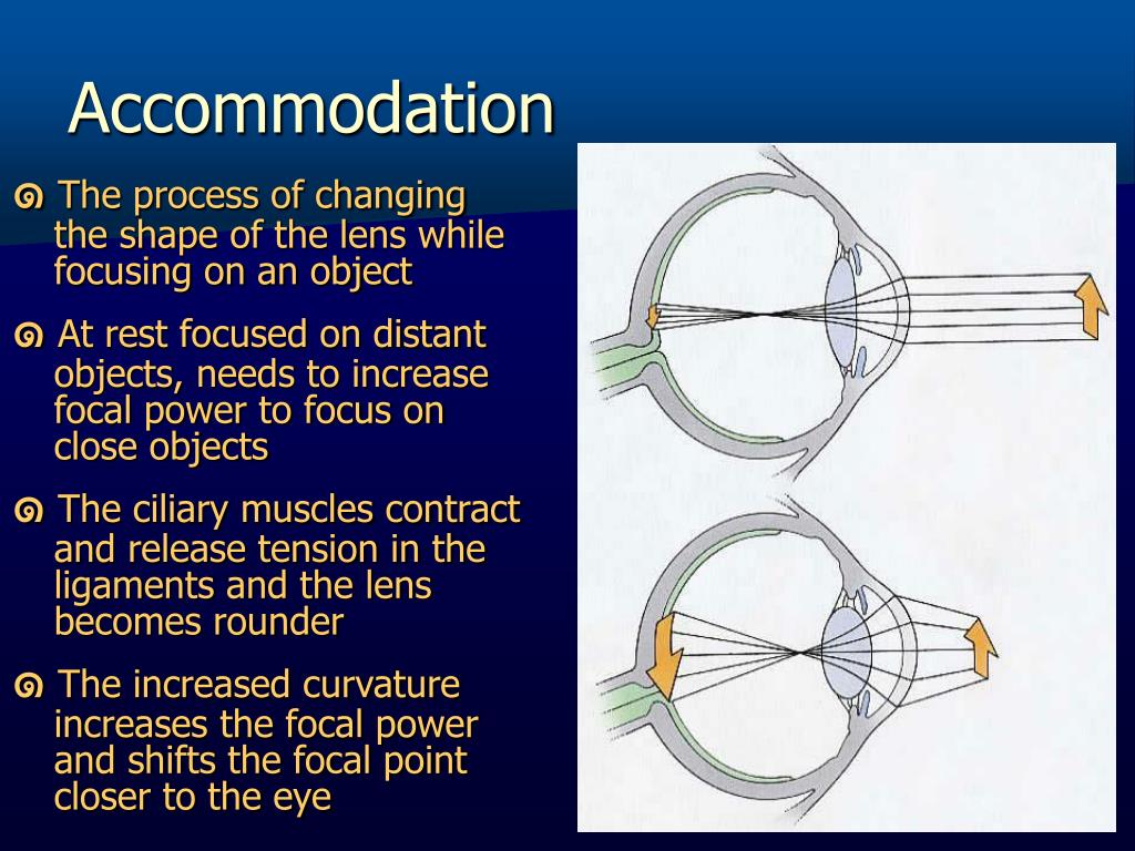 PPT Eye Physiology and Vision PowerPoint Presentation, free download ID3114338