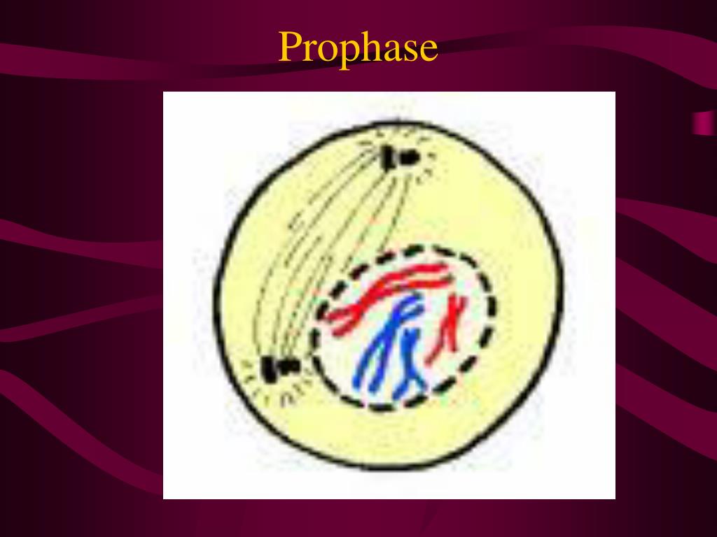 PPT The Cell Cycle PowerPoint Presentation, free download ID3114629