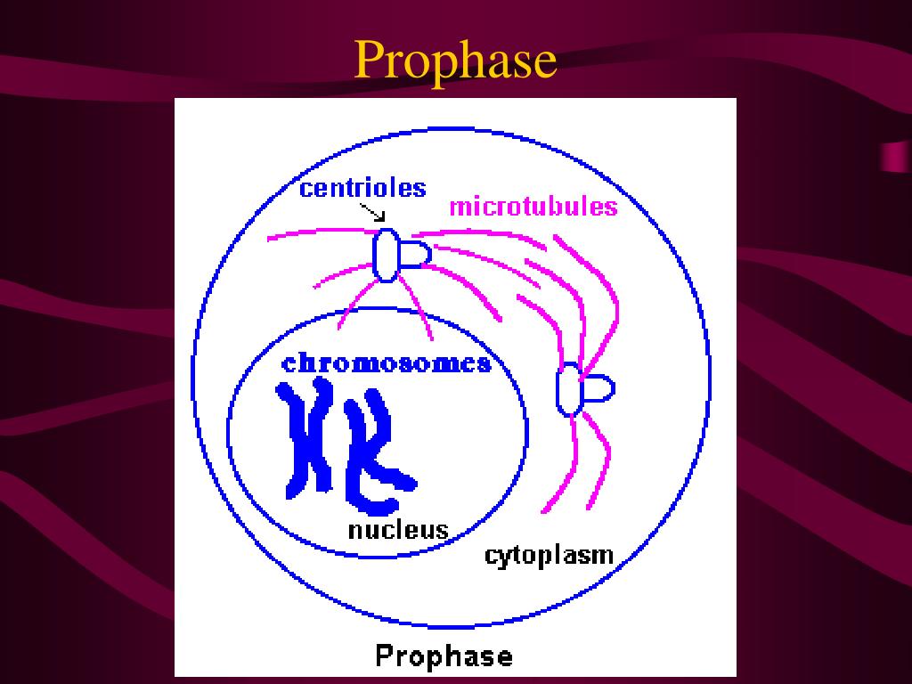 PPT The Cell Cycle PowerPoint Presentation, free download ID3114629