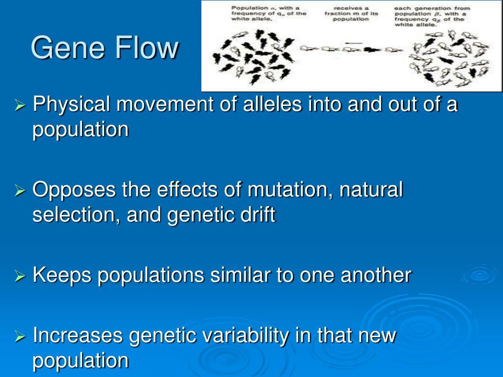 Drift Vs Gene Flow Vs Natural Selection pdfshare