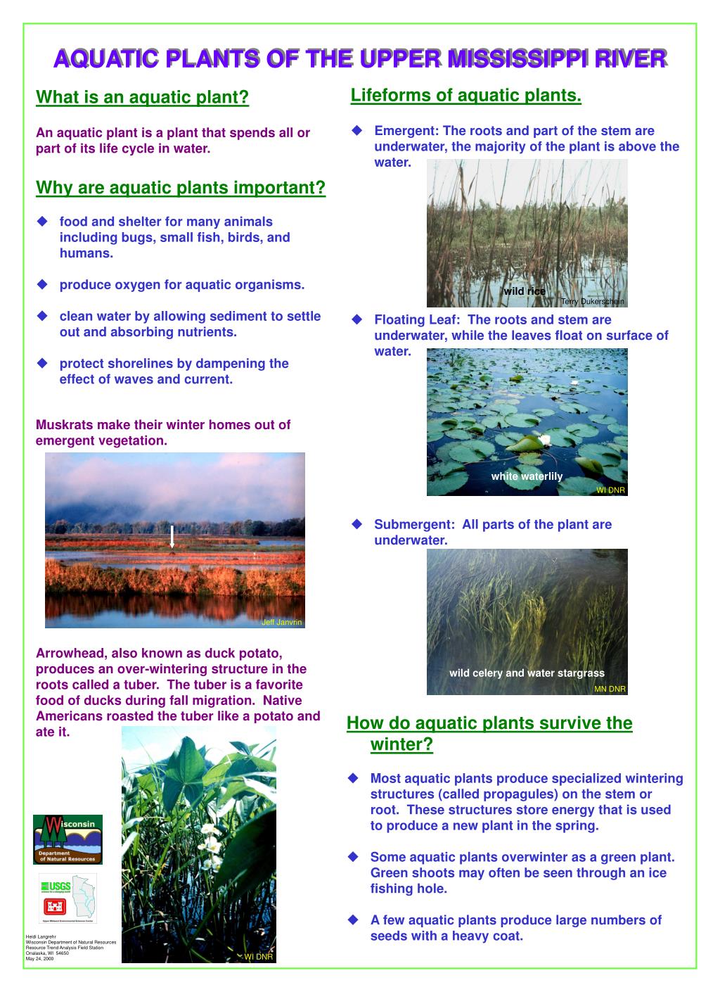 Aquatic Plants Chart Biomes Chart Terresterial & Aquatic totidistribution