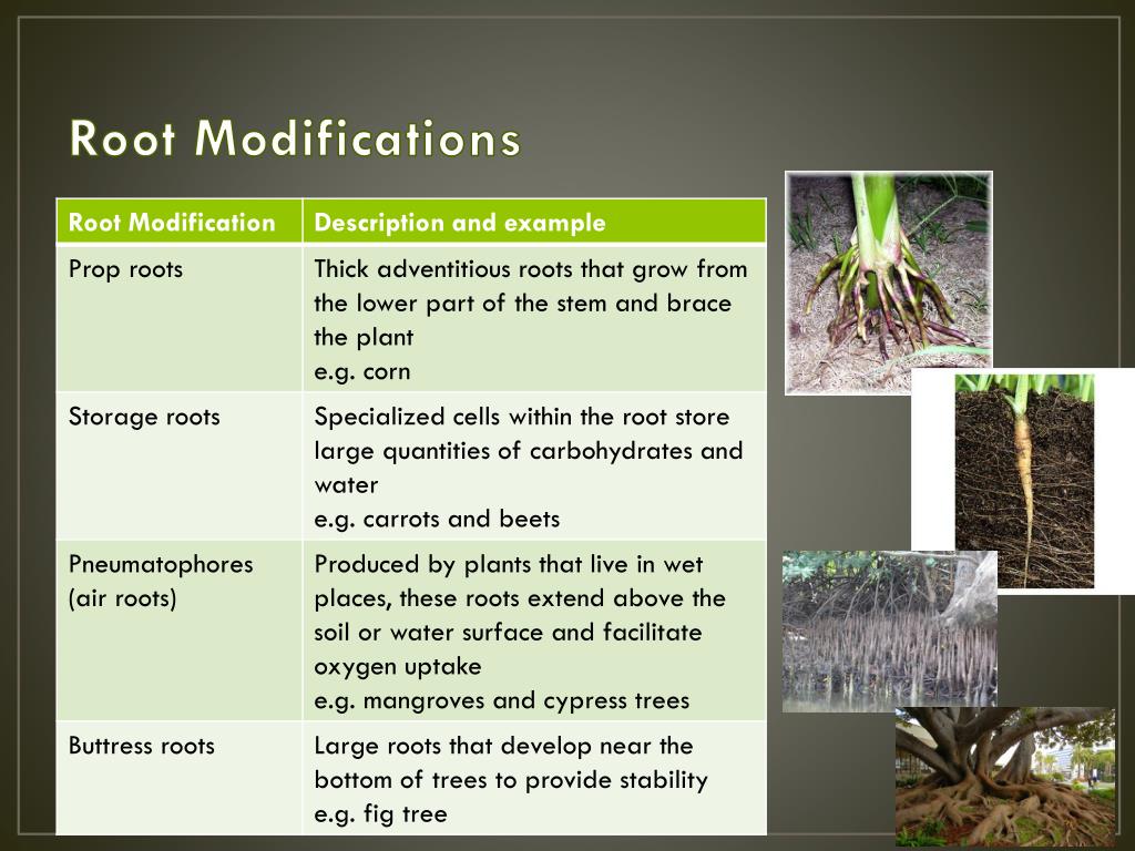 PPT Plant Science PowerPoint Presentation, free download ID3119353